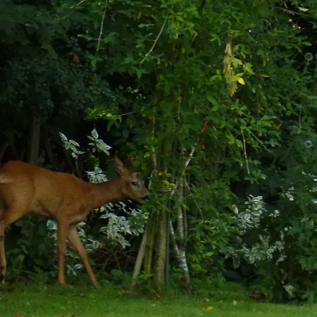 Land Des Friedens In / Eifel *