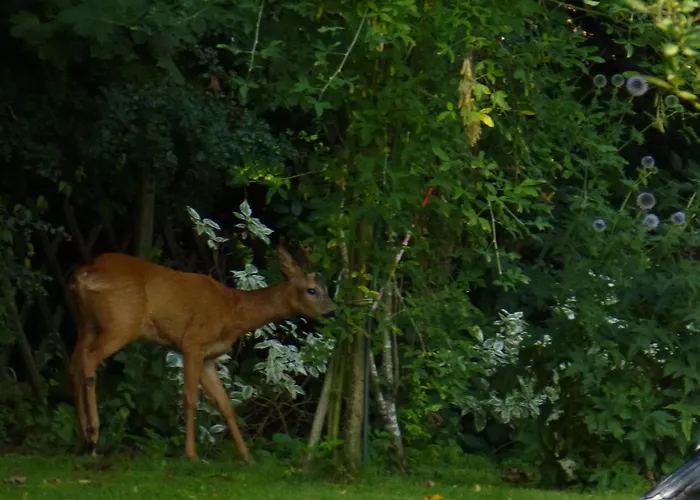 Land Des Friedens In / Eifel *